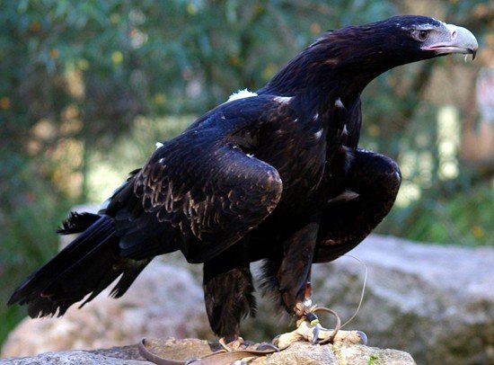 image wedge-tailed-eagle-eaglehawk-aquila-audax-1-healesville-vic-jpg