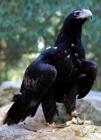 image wedge-tailed-eagle-eaglehawk-aquila-audax-2-jpg