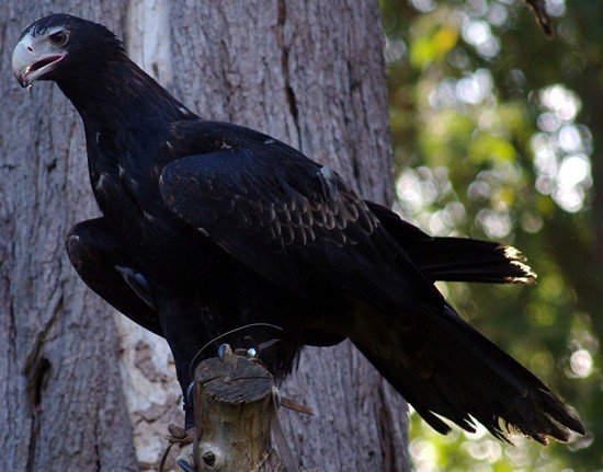 image wedge-tailed-eagle-eaglehawk-aquila-audax-3-healesville-vic-jpg