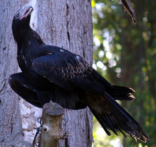 image wedge-tailed-eagle-eaglehawk-aquila-audax-4-healesville-vic-jpg