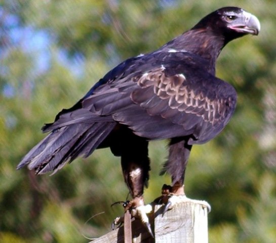 image wedge-tailed-eagle-eaglehawk-aquila-audax-5-healesville-vic-jpg
