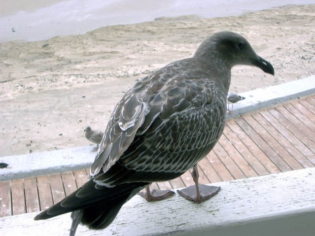 image western-gull-1-young-1st-cycle-cannon-beach-or-jpg