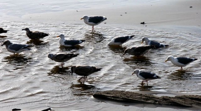 image western-gulls-cannon-beach-or-jpg