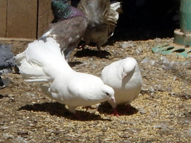 image white-fan-tailed-pigeons-wagga-zoo-nsw-jpg