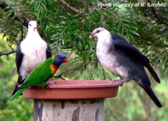 image white-headed-pigeons-and-rainbow-lorikeet-jpg