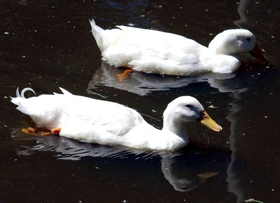 image white-mallard-ducks-1-wagga-zoo-nsw-jpg