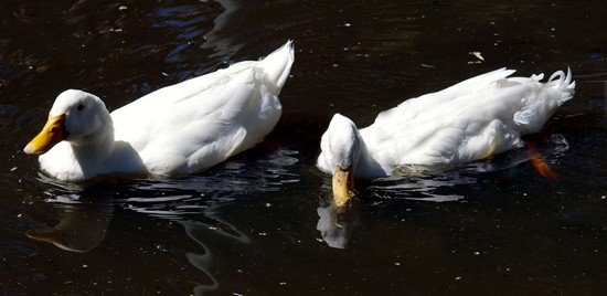 image white-mallard-ducks-2-wagga-zoo-nsw-jpg