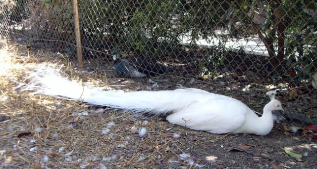 image white-peacock-wagga-zoo-nsw-jpg