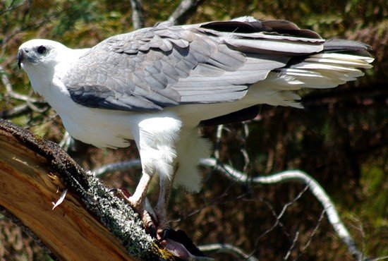 image white-bellied-sea-eagle-white-bellied-fish-eagle-haliaeetus-leucogaster-3-arthur-river-tas-jpg