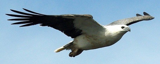 image white-bellied-sea-eagle-white-bellied-fish-eagle-haliaeetus-leucogaster-5-arthur-river-tas-jpg