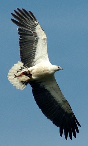 image white-bellied-sea-eagle-white-bellied-fish-eagle-haliaeetus-leucogaster-6-arthur-river-tas-jpg