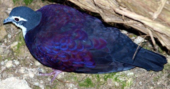image white-bibbed-ground-dove-gallicolumba-jobiensis-1-ballarat-bird-world-vic-jpg