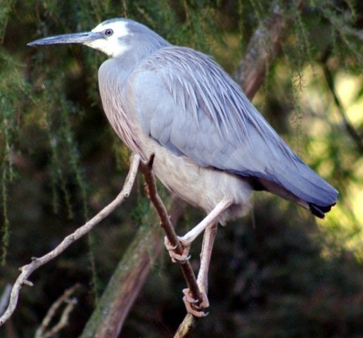 image white-faced-heron-egretta-novaehollandiae-blue-crane-healesville-vic-jpg