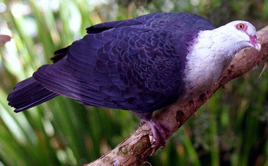 image white-headed-pigeon-columba-leucomela-1-melb-zoo-vic-jpg