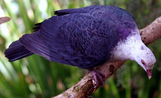 image white-headed-pigeon-columba-leucomela-2-melb-zoo-vic-jpg
