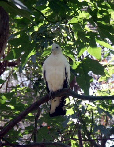 image white-headed-pigeon-melbourne-zoo-jpg