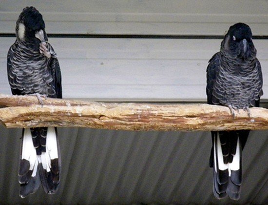 image white-tailed-black-cockatoo-calyptorhynchus-baudinii-baudins-cockatoo-1-female-left-ballarat-bird-world-vic-jpg