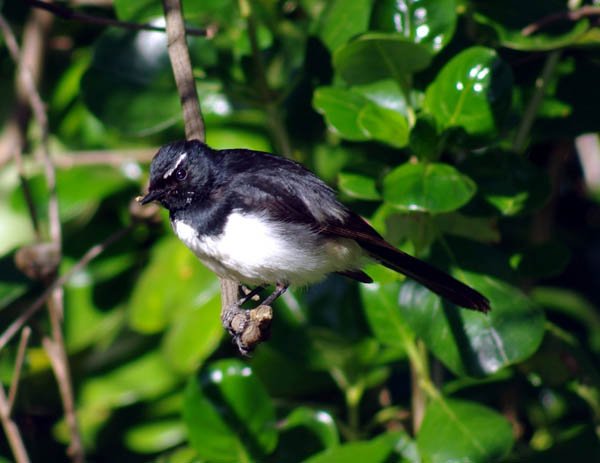 image willie-wagtail-1-mount-gambier-sa-jpg