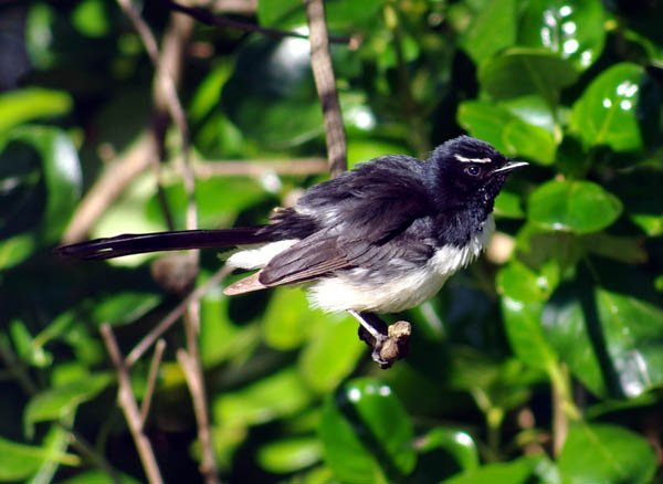 image willie-wagtail-2-mount-gambier-sa-jpg