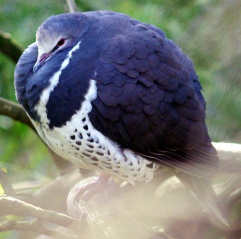 image wonga-pigeon-leucosarcia-melanoleuca-2-melb-zoo-vic-jpg