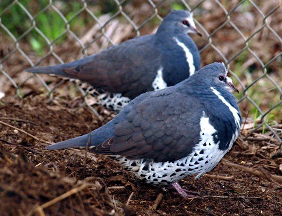 image wonga-pigeon-leucosarcia-melanoleuca-3-kyabram-fauna-park-vic-jpg