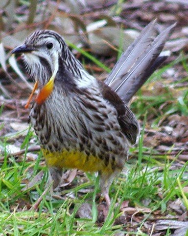 image yellow-wattlebird-tasmanian-wattlebird-long-wattlebird-anthochaera-paradoxa-1-bridport-tas-jpg