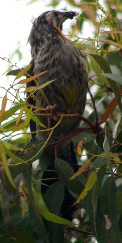 image yellow-wattlebird-tasmanian-wattlebird-long-wattlebird-anthochaera-paradoxa-2-bridport-tas-jpg