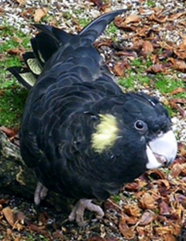 image yellow-tailed-black-cockatoo-calyptorhynchus-funereus-1-female-pale-beak-ballarat-bird-world-vic-jpg