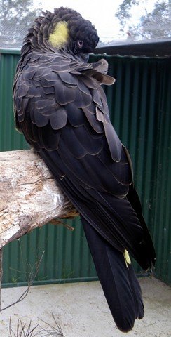 image yellow-tailed-black-cockatoo-calyptorhynchus-funereus-male-1-natureworld-bicheno-tas-jpg