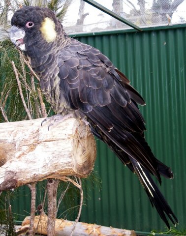 image yellow-tailed-black-cockatoo-calyptorhynchus-funereus-male-2-natureworld-bicheno-tas-jpg