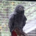 image african-grey-parrot-melbourne-zoo-jpg
