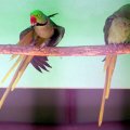 image alexandrine-parakeet-psittacula-eupatria-alexandrian-parrot-male-on-left-ballarat-bird-world-vic-jpg