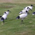 image australian-ibis-1-bribie-is-qld-jpg