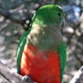 image australian-king-parrot-alisterus-scapularis-female-kfp-vic-jpg