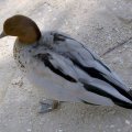 image australian-wood-duck-maned-goose-wagga-zoo-nsw-jpg