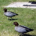 image australian-wood-ducks-maned-goose-wagga-beach-nsw-jpg