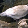 image barbary-dove-ringneck-dove-ring-dove-streptopelia-risoria-1-wellington-nsw-jpg