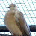 image barbary-dove-ringneck-dove-ring-dove-streptopelia-risoria-2-dubbo-nsw-jpg