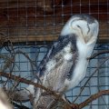image barn-owl-tyto-alba-common-barn-owl-1-kyabram-fauna-park-vic-jpg