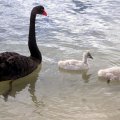 image black-swan-and-cygnets-1-lakes-entrance-vic-jpg