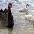 image black-swan-and-cygnets-2-lakes-entrance-vic-jpg