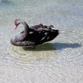 image black-swan-at-cunninghame-arm-lakes-entrance-vic-jpg