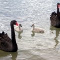 image black-swans-and-cygnets-2-lakes-entrance-vic-jpg