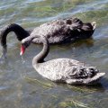 image black-swans-feeding-cunninghame-arm-lakes-entrance-vic-jpg