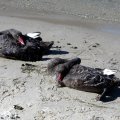 image black-swans-sleeping-cunninghame-arm-lakes-entrance-vic-jpg