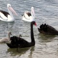 image black-swans-cygnets-and-pelicans-lakes-entrance-vic-jpg