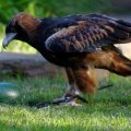 image black-breasted-buzzard-hamirostra-melanosternon-black-breasted-kite-3-healesville-vic-jpg