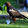 image black-breasted-buzzard-hamirostra-melanosternon-black-breasted-kite-4-healesville-vic-jpg