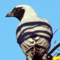 image black-faced-cuckoo-shrike-coracina-novaehollandiae-jpg