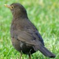 image blackbird-common-blackbird-turdus-merula-female-1-tas-jpg